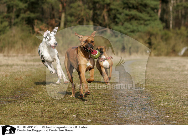 Deutsche Dogge und Deutscher Boxer / Great Dane and German Boxer / KL-03126