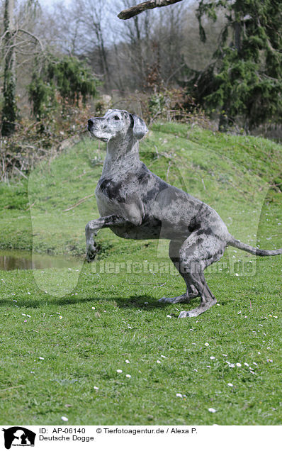 Deutsche Dogge / AP-06140