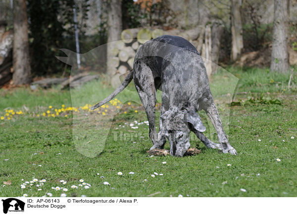 Deutsche Dogge / AP-06143