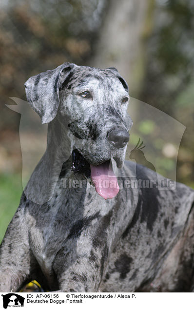 Deutsche Dogge Portrait / AP-06156