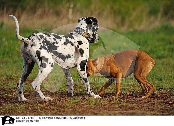 spielende Hunde / YJ-01781