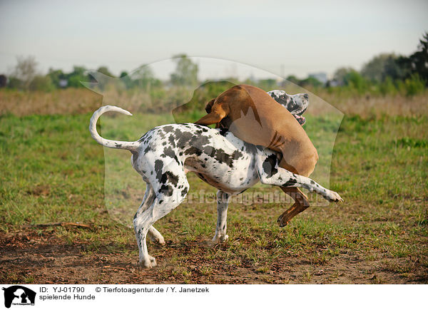 spielende Hunde / playing dogs / YJ-01790