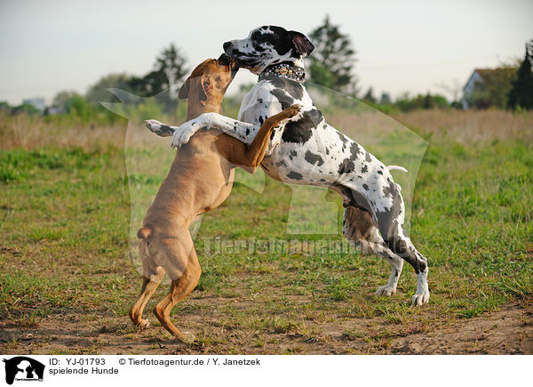 spielende Hunde / YJ-01793