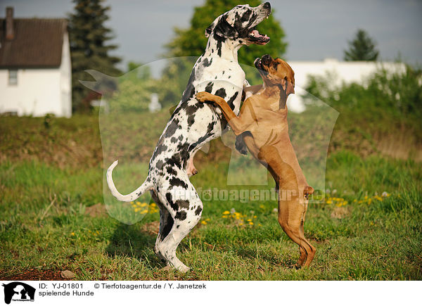 spielende Hunde / YJ-01801