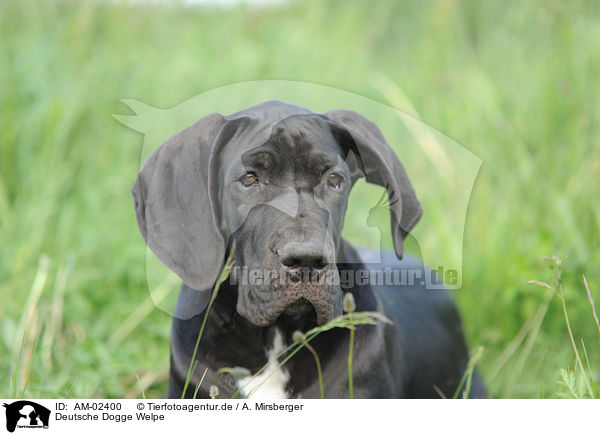 Deutsche Dogge Welpe / AM-02400
