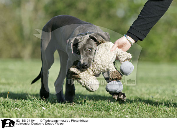 spielender Deutsche Dogge Welpe / playing Great Dane Puppy / BS-04104