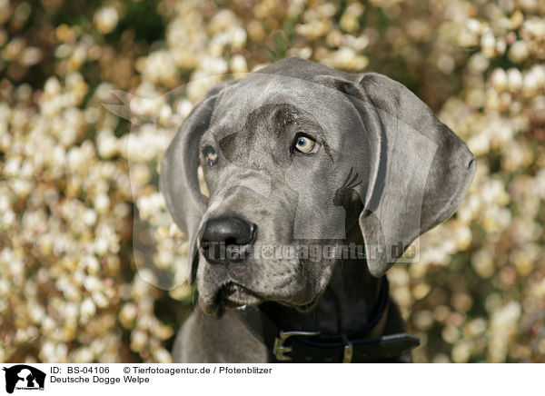Deutsche Dogge Welpe / Great Dane Puppy / BS-04106