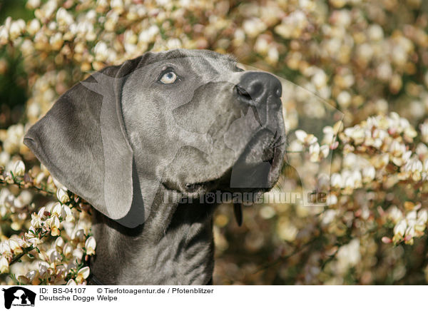 Deutsche Dogge Welpe / Great Dane Puppy / BS-04107