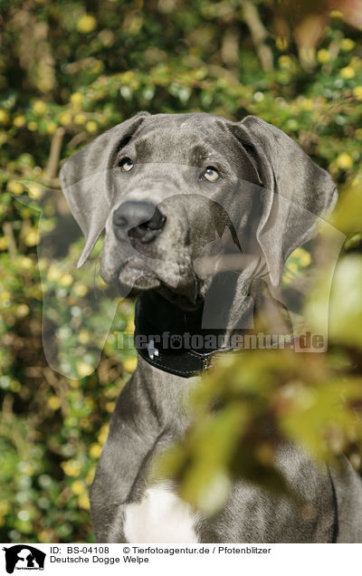 Deutsche Dogge Welpe / Great Dane Puppy / BS-04108
