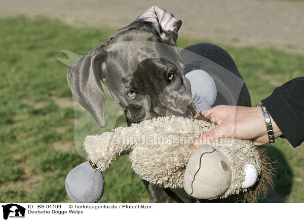 Deutsche Dogge Welpe / Great Dane Puppy / BS-04109