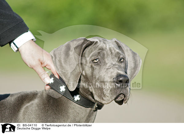 Deutsche Dogge Welpe / Great Dane Puppy / BS-04110