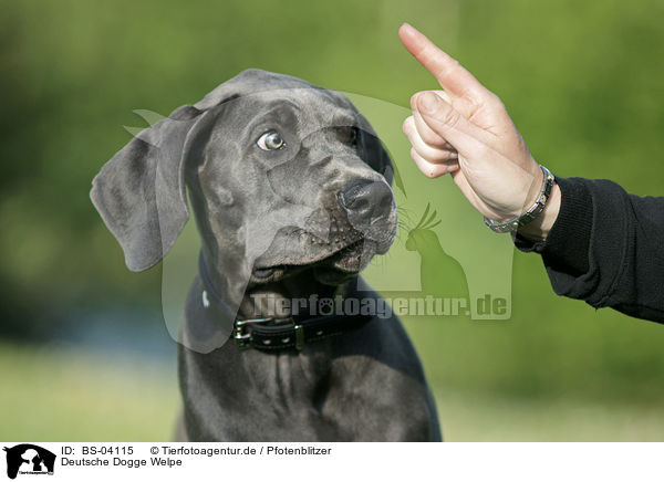 Deutsche Dogge Welpe / Great Dane Puppy / BS-04115