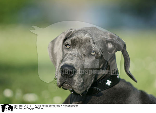 Deutsche Dogge Welpe / Great Dane Puppy / BS-04116