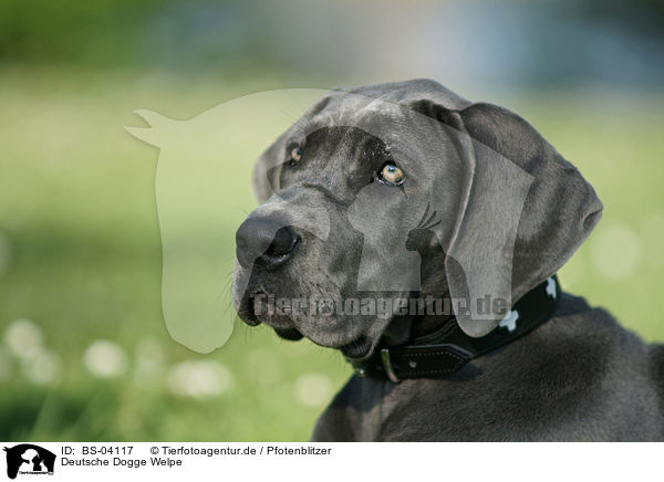 Deutsche Dogge Welpe / Great Dane Puppy / BS-04117