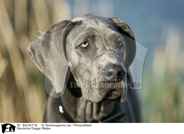 Deutsche Dogge Welpe / Great Dane Puppy / BS-04119