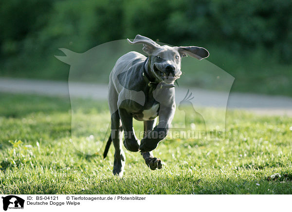 Deutsche Dogge Welpe / Great Dane Puppy / BS-04121