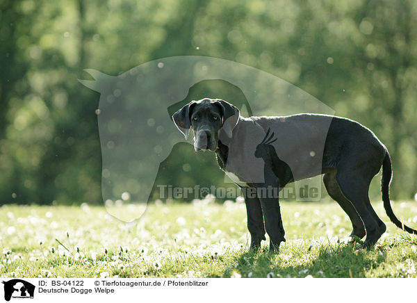 Deutsche Dogge Welpe / Great Dane Puppy / BS-04122