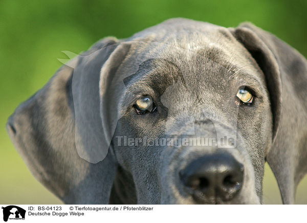 Deutsche Dogge Welpe / Great Dane Puppy / BS-04123