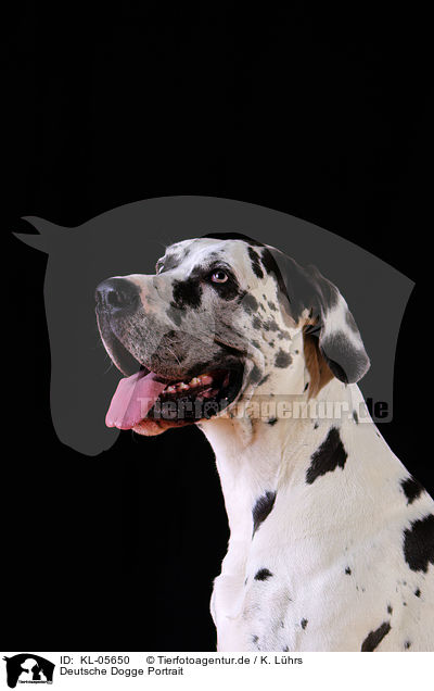Deutsche Dogge Portrait / Great Dane Portrait / KL-05650
