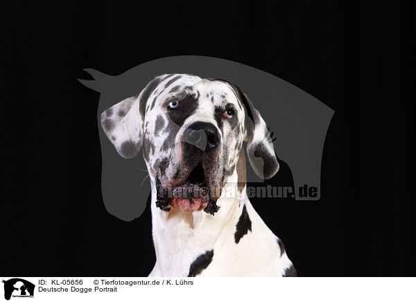 Deutsche Dogge Portrait / Great Dane Portrait / KL-05656