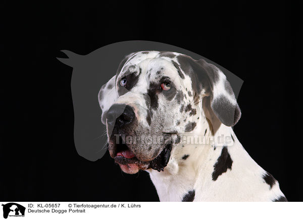 Deutsche Dogge Portrait / Great Dane Portrait / KL-05657