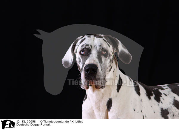 Deutsche Dogge Portrait / Great Dane Portrait / KL-05658
