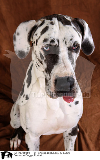 Deutsche Dogge Portrait / Great Dane Portrait / KL-05659