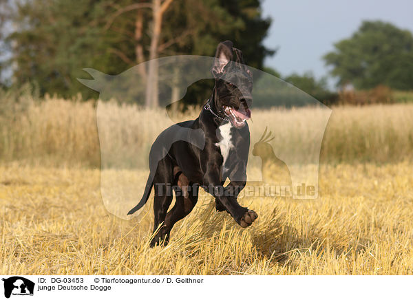 junge Deutsche Dogge / DG-03453
