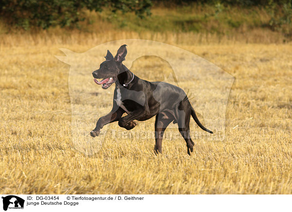 junge Deutsche Dogge / DG-03454