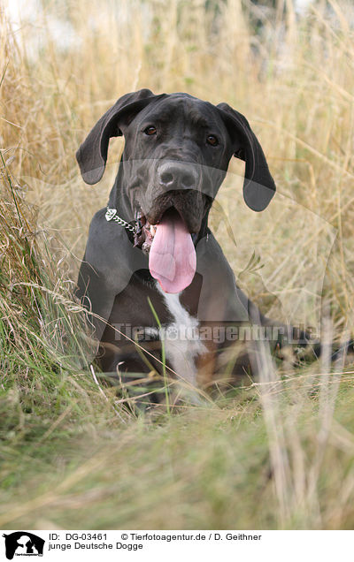 junge Deutsche Dogge / DG-03461