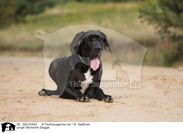 junge Deutsche Dogge / DG-03463