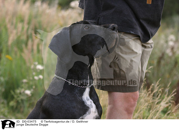 junge Deutsche Dogge / DG-03475