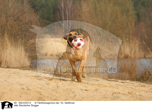 alte Deutsche Dogge / DG-03513