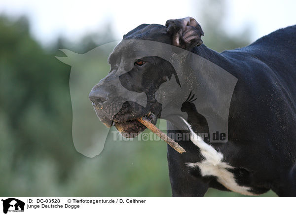 junge Deutsche Dogge / young Great Dane / DG-03528