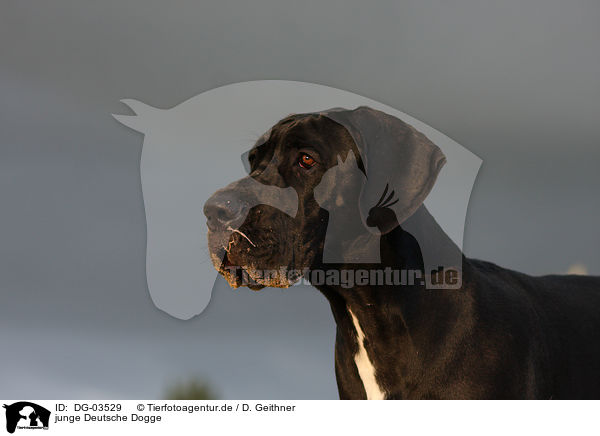 junge Deutsche Dogge / DG-03529