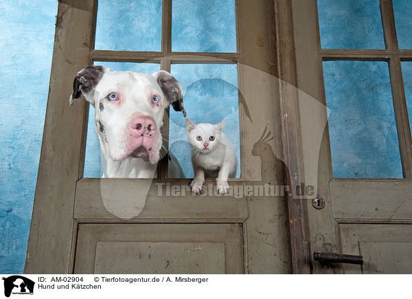 Hund und Ktzchen / dog and kitten / AM-02904