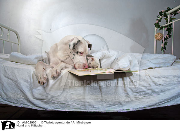 Hund und Ktzchen / AM-02906