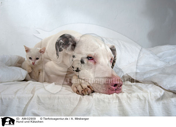 Hund und Ktzchen / AM-02909