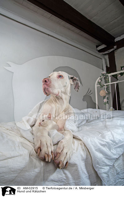 Hund und Ktzchen / AM-02915