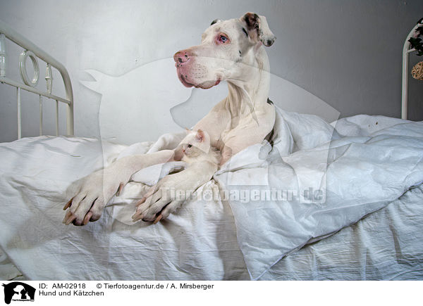 Hund und Ktzchen / AM-02918