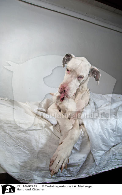 Hund und Ktzchen / AM-02919