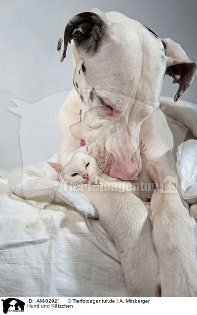 Hund und Ktzchen / AM-02921