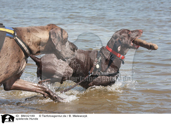 spielende Hunde / playing dogs / BM-02189