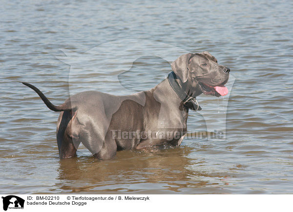 badende Deutsche Dogge / bathing Great Dane / BM-02210