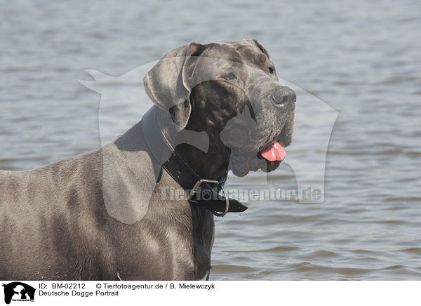 Deutsche Dogge Portrait / Great Dane Portrait / BM-02212