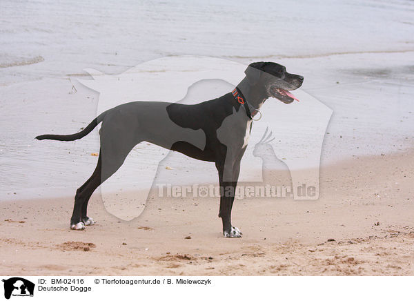 Deutsche Dogge / Great Dane / BM-02416