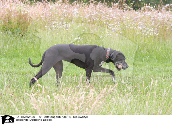 spielende Deutsche Dogge / playing Great Dane / BM-02426