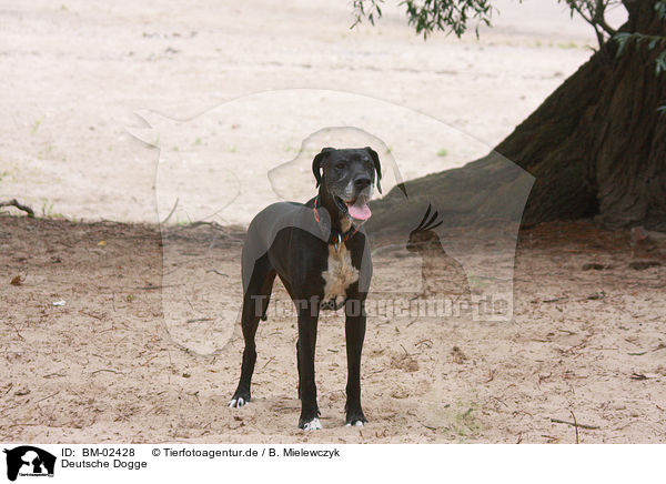 Deutsche Dogge / Great Dane / BM-02428