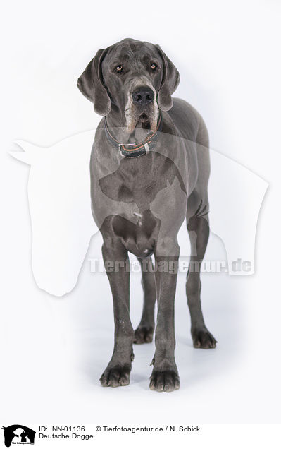 Deutsche Dogge / NN-01136