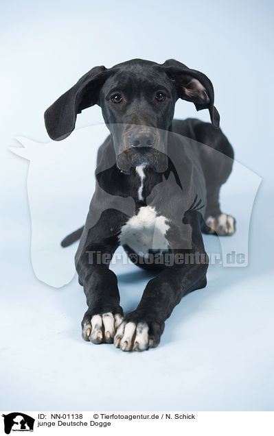 junge Deutsche Dogge / NN-01138